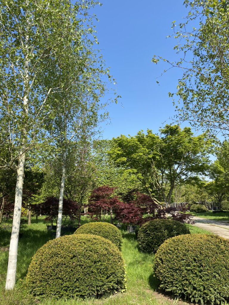 Eibenkugeln mit Himalayabirke