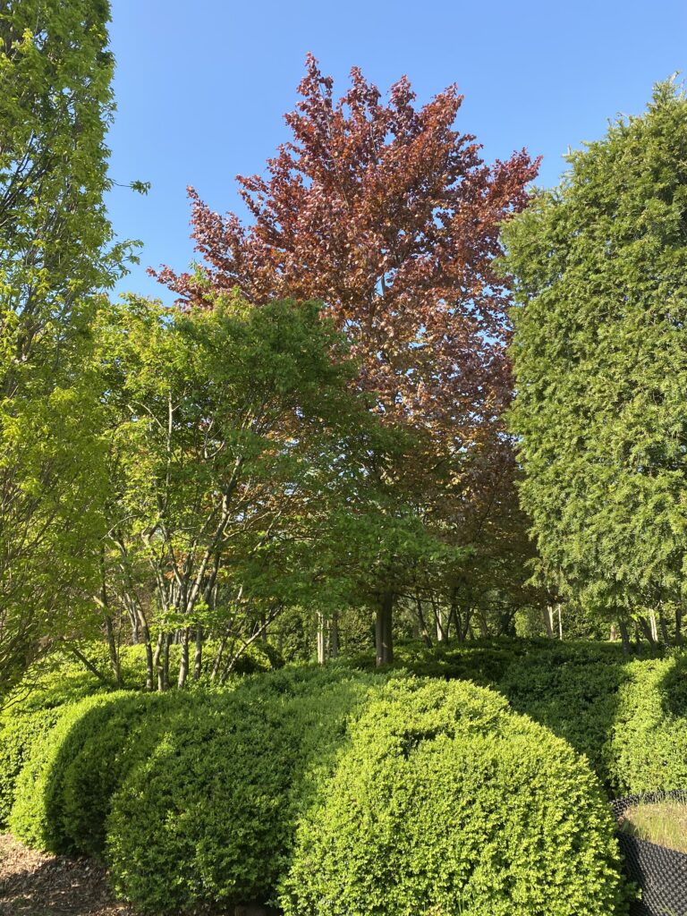 Felsenbirn, Blutbuche und Buxus