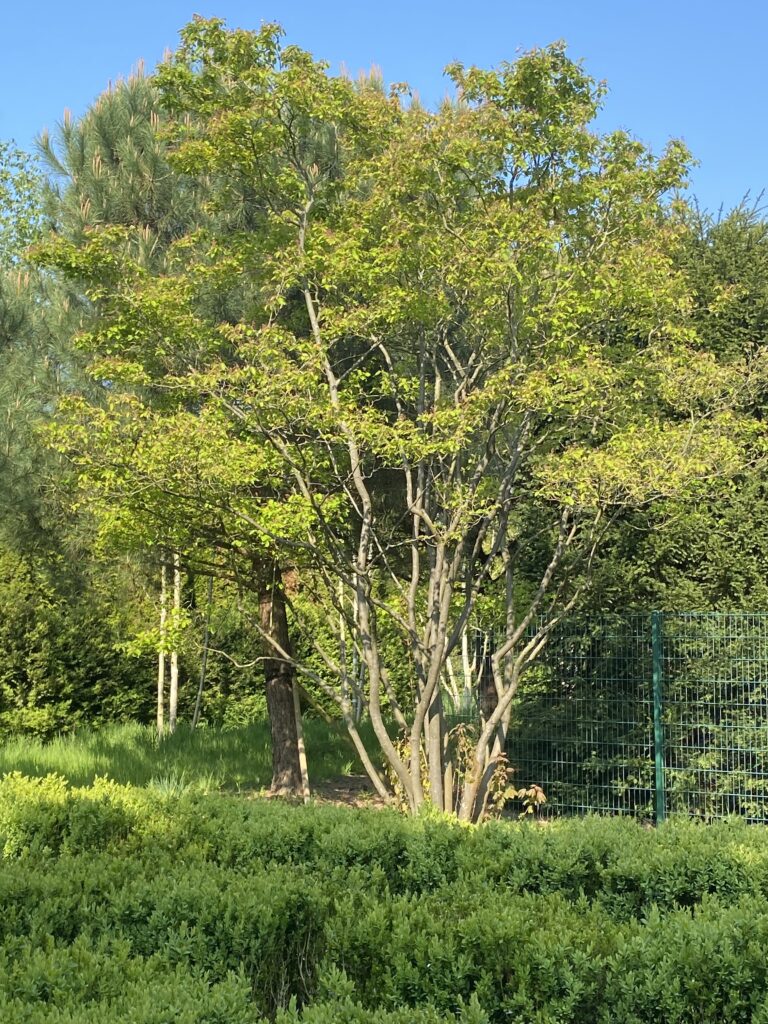 Felsenbirne mehrstämmig und Buxus sempervirens
