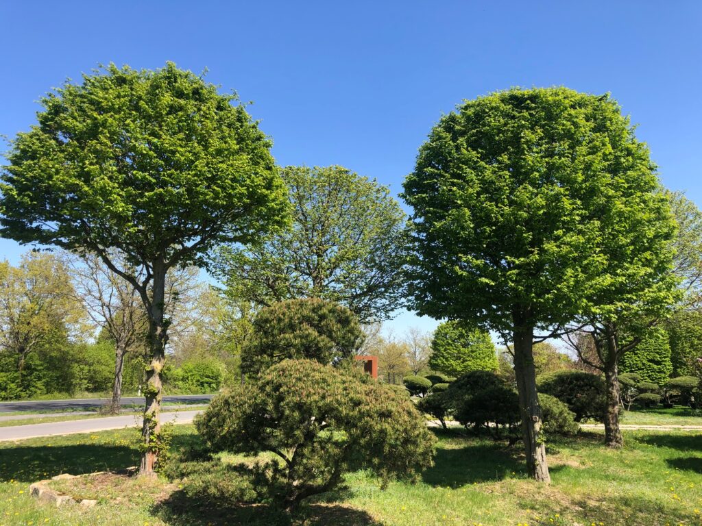 Hainbuche mit malerischen Kiefern unterpflanzt