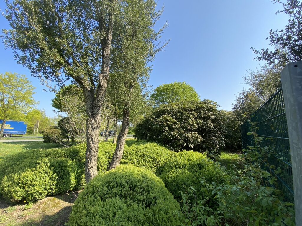 Korkeiche und Buxus Kugeln