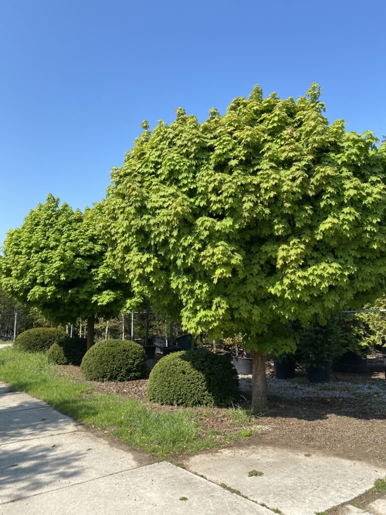 Kugelahorn und Eibenkugeln